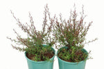 Leptospermum Wiri Donna