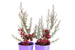 Leptospermum Wiri Donna