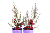 Leptospermum Wiri Donna