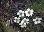 Leptospermum obovatum Starry Night