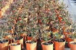 Leptospermum obovatum Starry Night