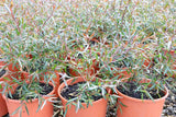 Leptospermum obovatum Starry Night