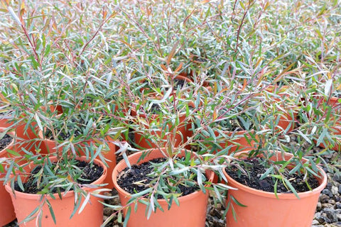 Leptospermum obovatum Starry Night