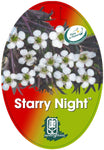 Leptospermum obovatum Starry Night