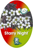 Leptospermum obovatum Starry Night