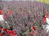 Leptospermum scoparium Nanum Rubrum