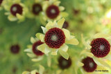 Leucadendron Bellas Buttons