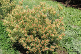 Leucadendron Bellas Buttons