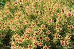 Leucadendron Bellas Buttons