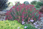 Leucadendron Cheeky