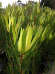 Leucadendron Golden Mitre