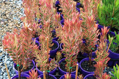 Leucadendron Jester