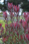 Leucadendron Misty Sunrise