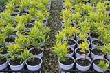 Leucadendron Pot of Gold