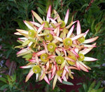 Leucadendron Red Devil