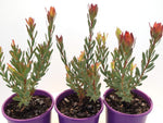 Leucadendron Red Devil