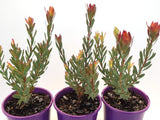 Leucadendron Red Devil