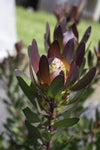 Leucadendron Red Gem