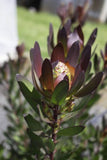 Leucadendron Red Gem