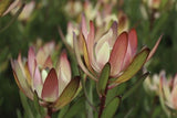 Leucadendron Red Gem