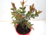 Leucadendron Red Gem