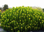 Leucadendron Safari Gold Strike