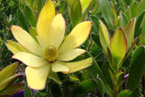 Leucadendron Safari Gold Strike