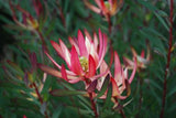 Leucadendron Strawberry and Cream