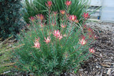 Leucadendron Strawberry and Cream