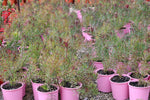 Leucadendron Strawberry and Cream