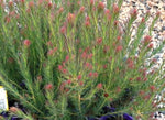 Leucadendron lanigerum Jubilee Crown