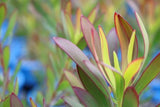 Leucadendron salignum Devils Blush