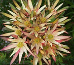 Leucadendron salignum Fireglow