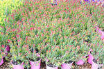 Leucadendron salignum Fireglow