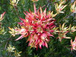 Leucadendron salignum Jack Harre