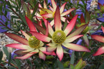 Leucadendron salignum Superstar