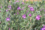 Leucophyllum frutescens Lavender Lights