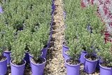 Leucophyllum frutescens Lavender Lights