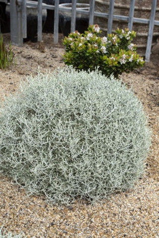 Leucophyta Silver Bullion