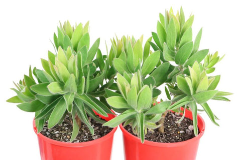 Leucospermum Moonlight