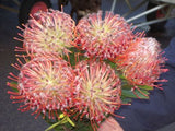 Leucospermum Scarlet Ribbons