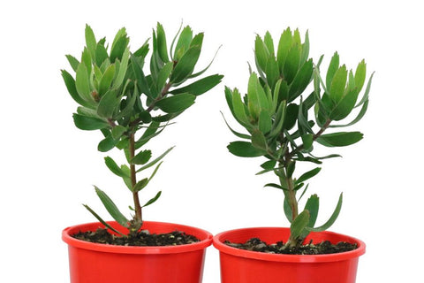 Leucospermum Scarlet Ribbons