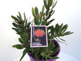 Leucospermum Scarlet Ribbons