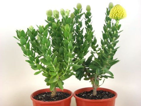 Leucospermum cordifolium Cape Gold