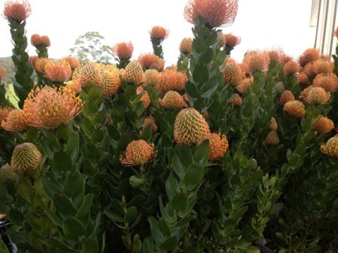 Leucospermum patersonii Tiara