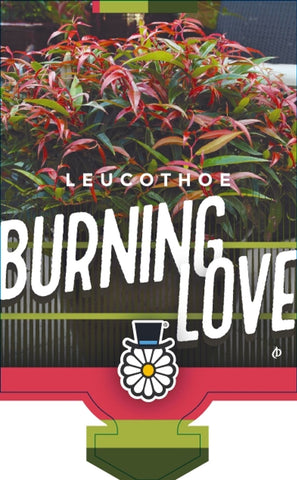 Leucothoe Burning Love