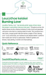 Leucothoe Burning Love