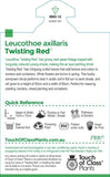 Leucothoe Twisted Red