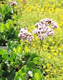 Limonium White Star