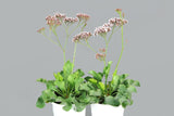 Limonium White Star